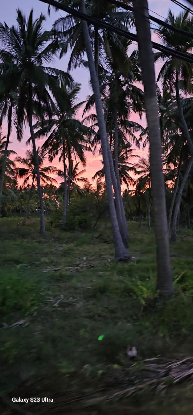 Aloe Vera Villa Negombo Exteriör bild